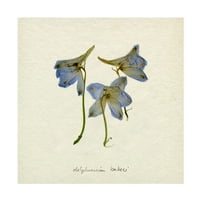 Emma Caroline 'pritisnuta Blue Delphinium I' Canvas Art
