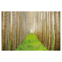 Umjetnička galerija remek -djela Topola Grove Forest by Acer Images Canvas Photo Art Print 24 36