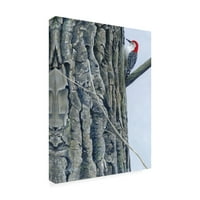 Zaštitni znak likovna umjetnost 'Crvena trbuha Woodpecker II' platno umjetnost Fred Szatkowski