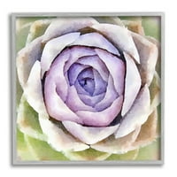 Stupell Industries ljubičaste sočne latice koje cvjetaju botanički i cvjetni slikar siva uokvirena umjetnička