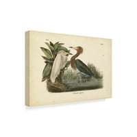 Zaštitni znak likovne umjetnosti 'Audubons Reddish Egret' platno umjetnost Johna Jamesa Audubona