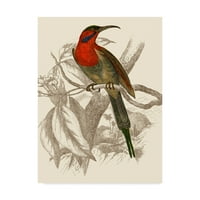 Zaštitni znak likovna umjetnost 'Jardine hummingbird vi' platno umjetnost William Jardine