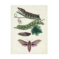Nepoznat 'Caterpillar i Moth Vi' platno umjetnost