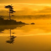 Ispis plakata usamljeni bor i maglovito jezero u zoru, Rockie Lake, Lake, Nova Škotska