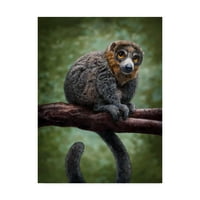 Zaštitni znak likovna umjetnost 'mongoose lemur totem' platno umjetnost Patricka Lamontagne