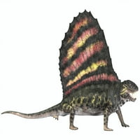 Dimetrodon bio je mesožder sisavac sličan gmazu koji je živio tijekom Permskog razdoblja u Sjevernoj Americi i