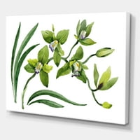 Designart 'Cvijeće zelene orhideje na bijeloj' tradicionalno platno zidna umjetnička tiska