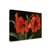 Zaštitni znak likovne umjetnosti 'Amaryllis crveno cvijeće' platno umjetnost Christophera Piercea