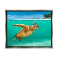 Plivačka kornjača pod vodom na plaži životinja i insekti slikaju sjajnu sivu uokvirenu umjetničku print zidnu