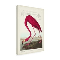John James Audubon 'Flamingo' platno umjetnost