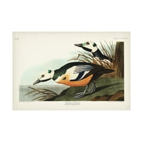 John James Audubon 'Western Duck' platno umjetnost