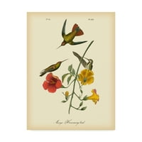 Zaštitni znak likovna umjetnost 'Mango hummingbird' platno umjetnost Johna Jamesa Audubona