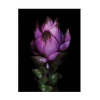 Elise Catterall 'siam tulip' platno umjetnost