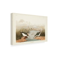 John James Audubon 'Spotted Sandpiper' Canvas Art