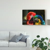 Zaštitni znak likovne umjetnosti 'Šareni Macaw par' platno umjetnost Pixie Pics