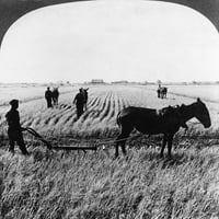 Južna Karolina: Rice, 1904. Radnici na polju riže u Južnoj Karolini. Stereograf, 91904. Ispis plakata od