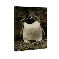 Wynwood Studio životinje zidne umjetničke platnene platnene ptice 'Sclater Penguin' - smeđa, bijela