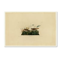 Zaštitni znak likovne umjetnosti 'Foxcolored Sparrowplater 108' Canvas Art by Audubon