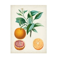 Pierre Antoine Poiteau 'Orange de Malte' platno umjetnost
