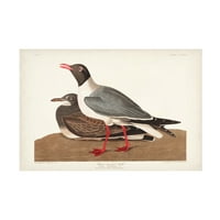 John James Audubon 'Crni glava gall' platna umjetnost