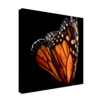 Gordon Semmens 'Monarch Butterfly 04' platno umjetnost