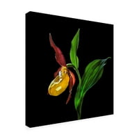 Nora de Angelli 'The Ladys Slipper Orchid' platno umjetnost