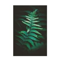 Philippe Sainte Laudy 'Ferns 1' platno umjetnost