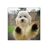 CafePress - Trg naljepnica Goldendoodle Puppy Dog - Trg oznaka 3 3