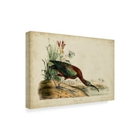 Zaštitni znak likovne umjetnosti 'Glossy Ibis' platno umjetnost Johna Jamesa Audubona