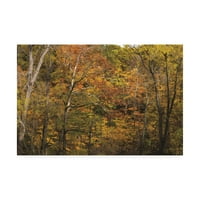 Zaštitni znak likovne umjetnosti 'Jesenske boje u studenom šumi' platno umjetnost Kurt Shaffer Photos