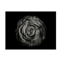 Brian Carson 'dvorišno cvijeće u crno -bijelom 72' platno umjetnost