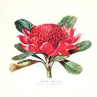 Australska flora u primijenjenoj umjetnosti tiskanje plakata M. A. Od M. A.