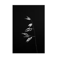 Rita Kapitulski 'suha trava u crno -bijeloj' platnu umjetnost