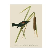 Zaštitni znak likovne umjetnosti 'Audubon Blackbird' platno umjetnost Johna Jamesa Audubona