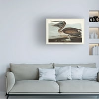 John James Audubon 'Brown Pelican' platno umjetnost