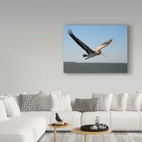 Zaštitni znak likovna umjetnost 'Pelican Over Water' Canvas Art od J. D. McFarlan