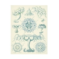 Ernst Haeckel 'Cus sofisticirani Seatlefe III' platno umjetnost