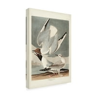 John James Audubon 'Bonapartian gall' platno umjetnost