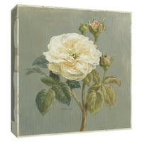 Slike, nasljedna bijela ruža