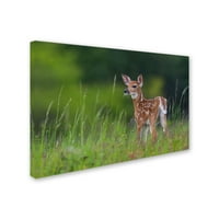 Spring Fawn 'Canvas Art by Nick Kalathas