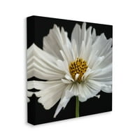 Stupell Industries Luminous White Daisy fini cvjetni detalji Dizajn Dianne Poinski, 36 36