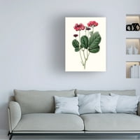 Vision Studio 'Roseate Blooms III' platno umjetnost