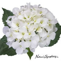 * * * * * 31 umjetni cvijet bijele hortenzije, svaki