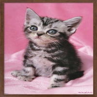 Keith Kimberlin-Slatki zidni poster za mačiće, 22.375 34