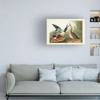 John James Audubon 'Shoveller Duck' platno umjetnost