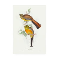 Zaštitni znak likovna umjetnost 'tropski trogoni vi' platno umjetnost Johna Gould -a