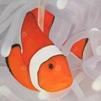 Riba klaun pod vodom - otisak na platnu