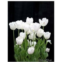 Zaštitni znak bijeli tulipani na platnu Katie Mccardie, 35h47