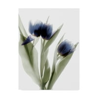 Zaštitni znak likovna umjetnost 'Xray Tulip IV' platno umjetnost Judy Stalus