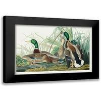 Audubon, John James Black uokvirena suvremena muzejska umjetnička gravura pod nazivom patka patka